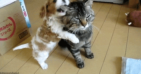 5 Amazing Benefits of Having Pet Animals in Your Life